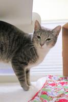 Indian River County Pet of the Week - Week of May 6, 2022