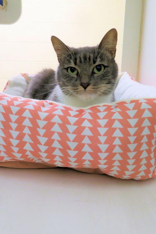 Indian River County Pet of the Week - Week of November 29