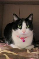 IRC Adoptable Pets for week 03-24-23