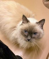 SLC Adoptable Pets for week 03-17-23