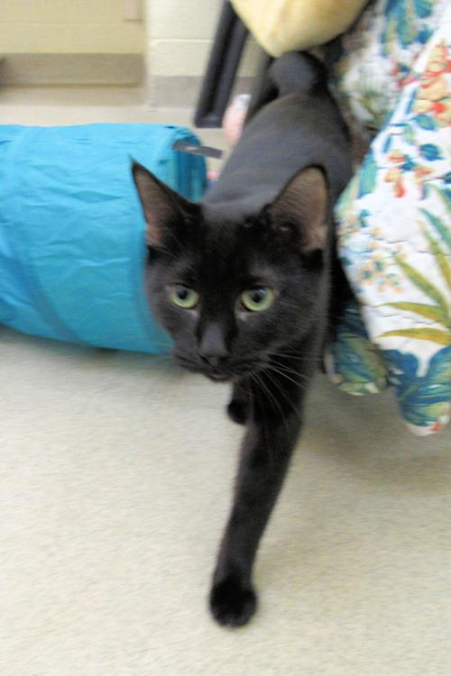 Indian River County Pet of the Week - Week of December 6