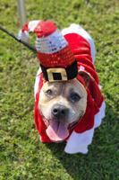 Foster a pet as part of Humane Society’s “Home for the Holidays” program