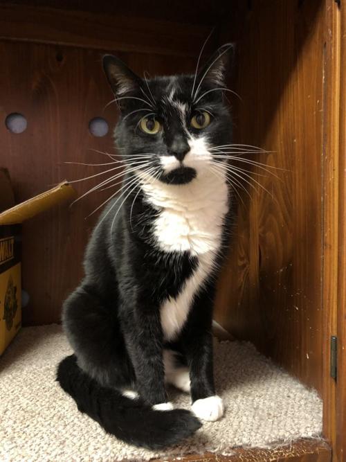 St Lucie County Pet Of The Week Jax Multimedia