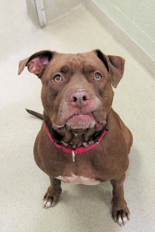 Indian River County Pet of the Week - Week of April 30, 2021