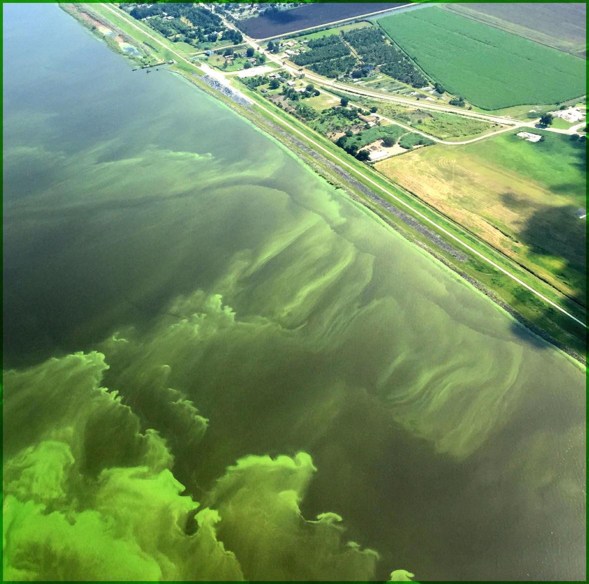 Lake Okeechobee Suffering From Ongoing Algae Blooms News