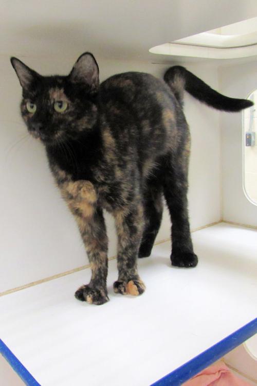 Indian River County Pet of the Week - Week of Nov. 5, 2021