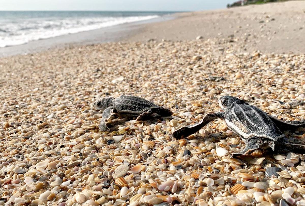 Thousands Of Turtle Nests Marked On Local Beaches News Hometownnewstc Com