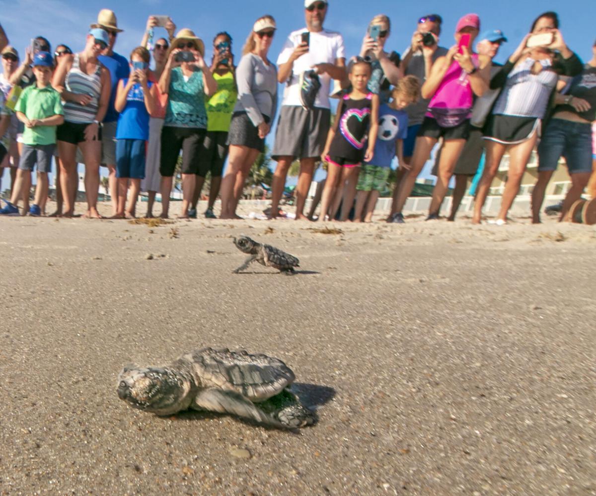 Tipsy Turtle Run Walk In Vero Beach To Protect Sea Turtles News Hometownnewstc Com
