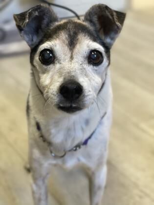 St. Lucie County Pet of the Week - Week of June 11,2021