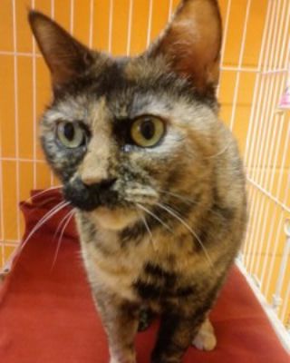 St. Lucie County Pet of the Week - Week of May 10, 2019