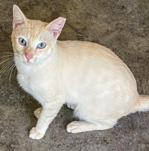 St. Lucie County Pet of the Week - Week of Nov. 12, 2021