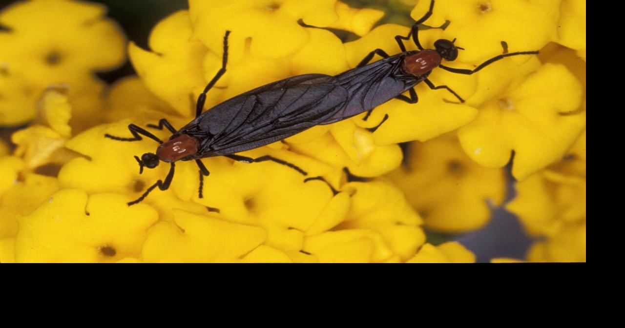 Lovebugs are back!
