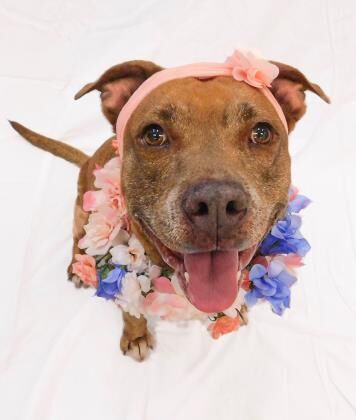 St. Lucie County Pet of the Week - Week of April 2, 2021