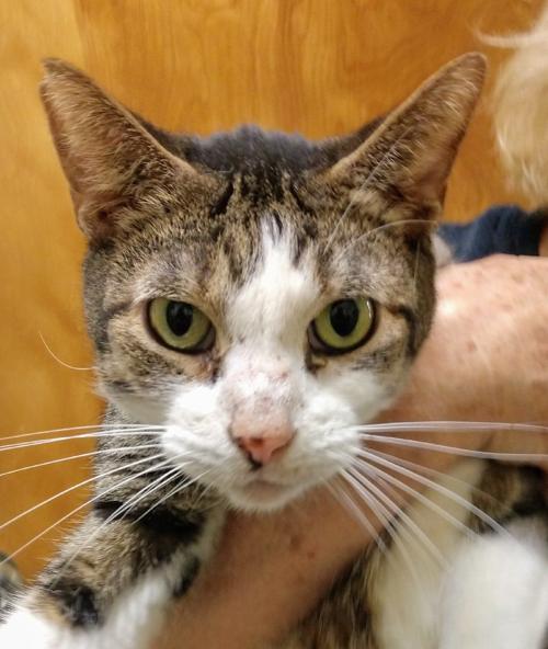 St. Lucie County Pet of the Week - Week of March 15, 2019