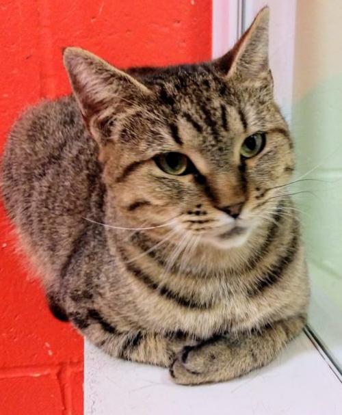St. Lucie County Pet of the Week - Week of September 13