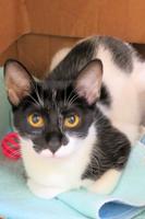 IRC Adoptable Pets for week 04-21-23