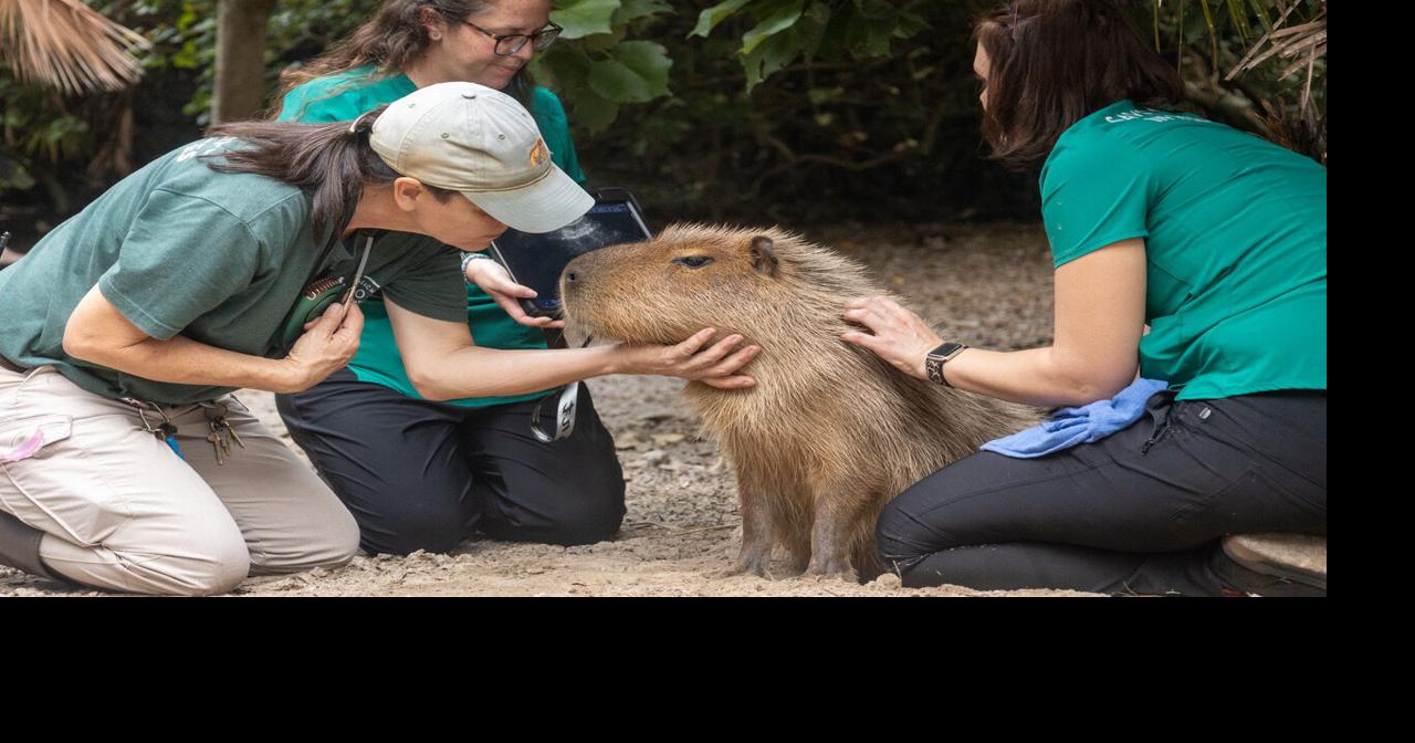 Capybara craze meets conservation | One Tank Wonder | hometownnewstc.com