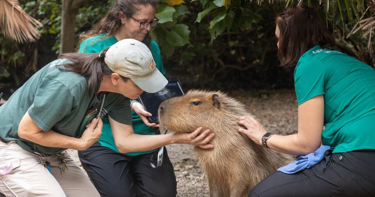Capybara Inflation Capybara craze meets conservation | One Tank Wonder | hometownnewstc.com