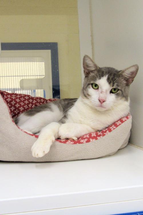 Indian River County Pet of the Week - Week of Sept. 3, 2021