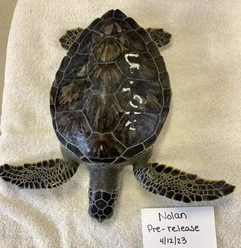 Ponce Inlet Turtle Marine Science Center releases green sea turtle in Ponce Inlet | News ...