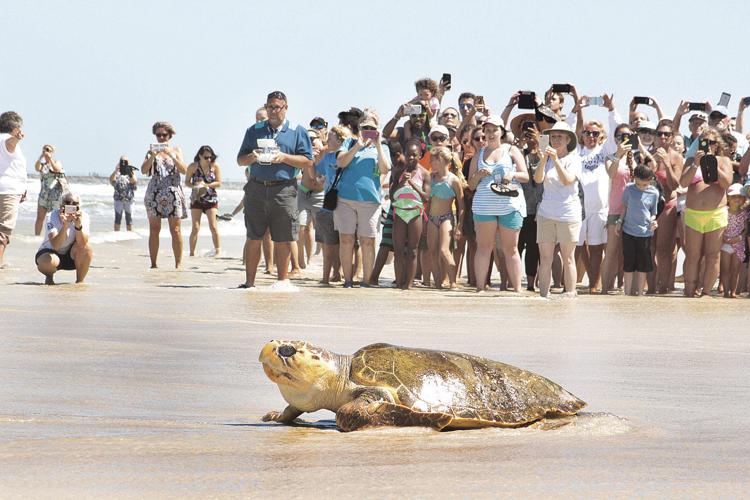 Ponce Inlet Turtle Maxwell the Sea Turtle gets released in Ponce Inlet | Photos & Videos ...