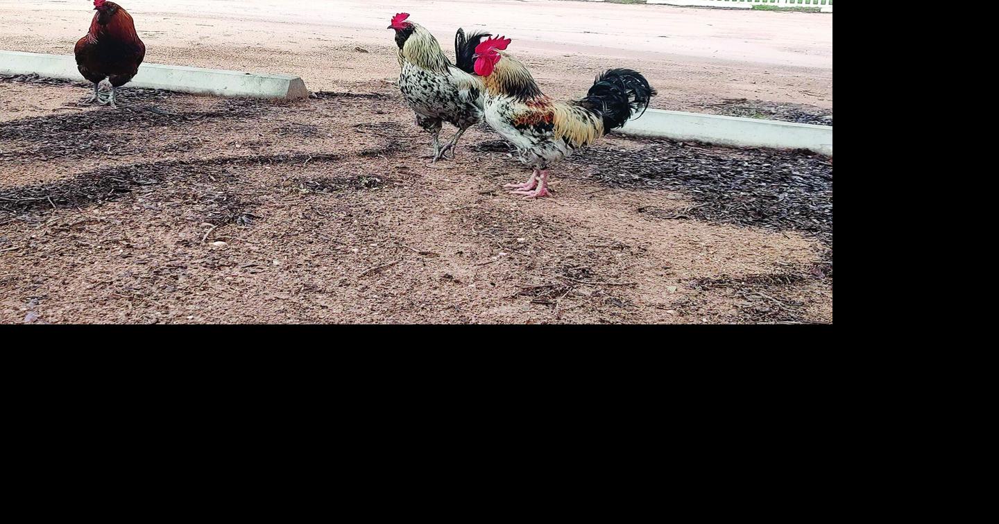 Abandoned birds rule the roost in New Smyrna Beach