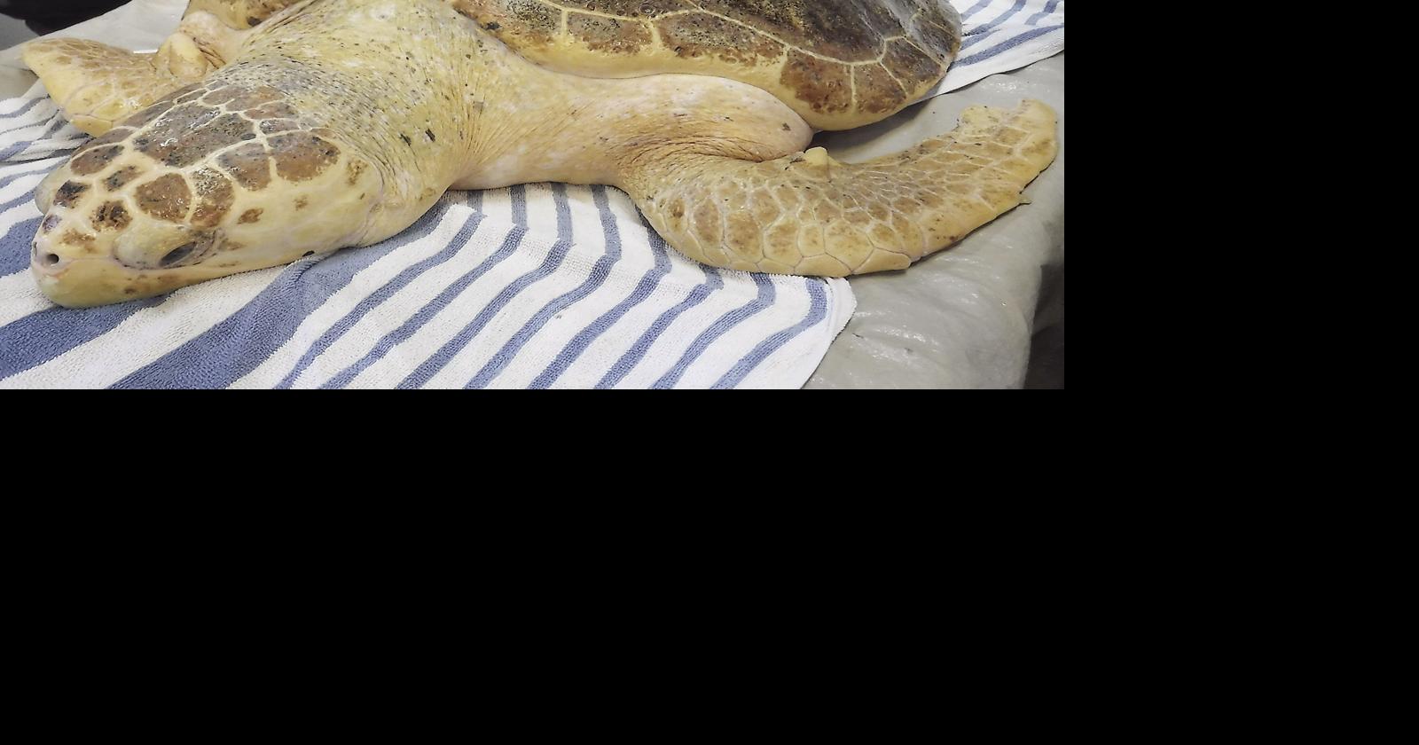 Marine Science Center returns healed turtle to ocean | News ...