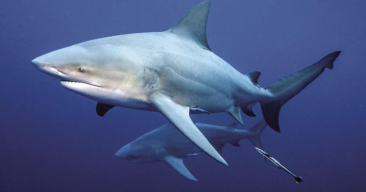 Shark Fishing Can Be Done Right In Volusia News Hometownnewsvolusia Com Shark Fishing Can Be Done Right In Volusia News Hometownnewsvolusia Com