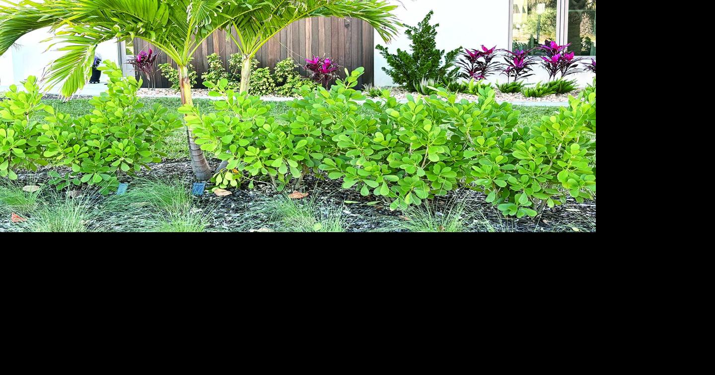 Hawaiian-inspired haven wins Garden of the Month