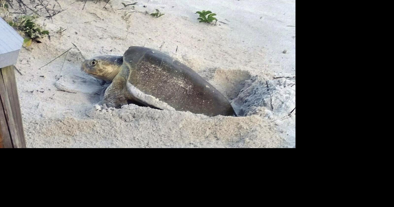 Rare Kemp’s ridley sea turtle spotted in Ponce Inlet | News ...