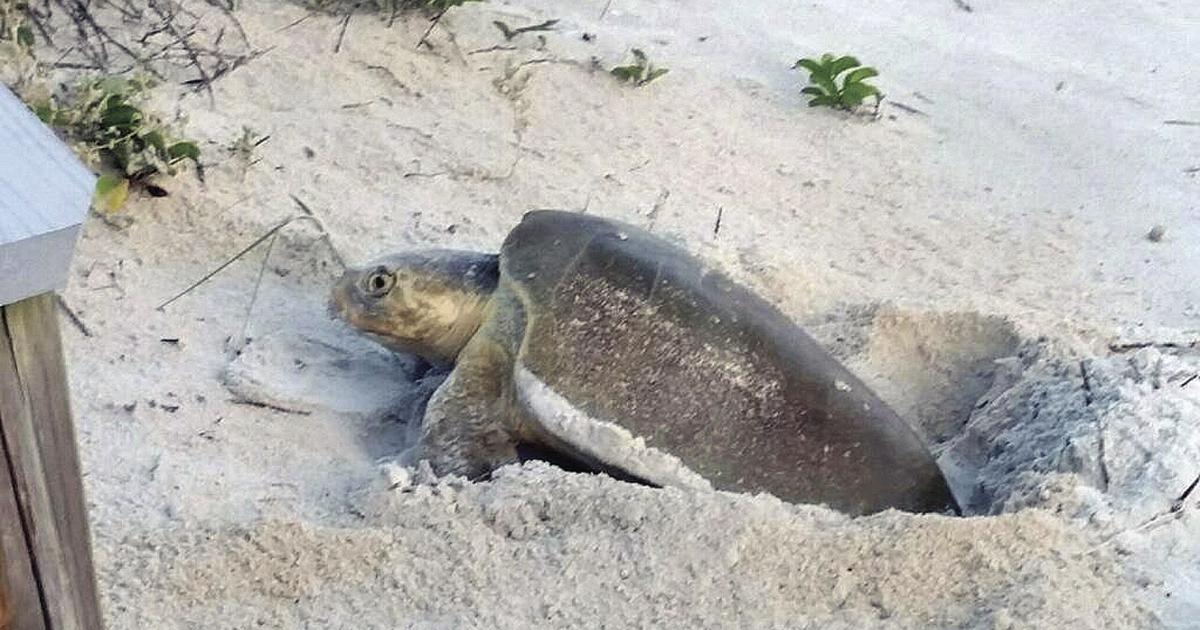 Ponce Inlet Turtle Rare Kemp’s ridley sea turtle spotted in Ponce Inlet | News ...
