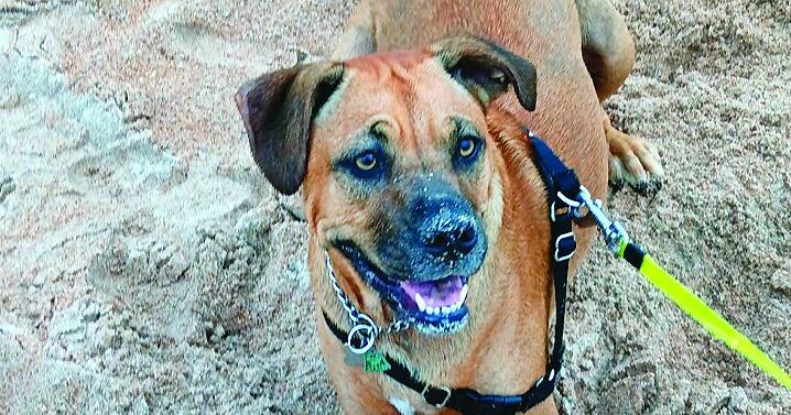 Ormond Beach Pet of the Week