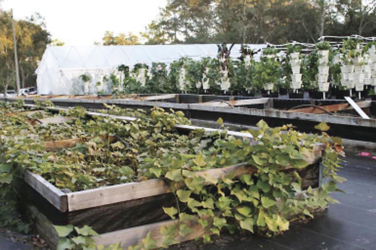 Growing Fresh Vegetables In The City News