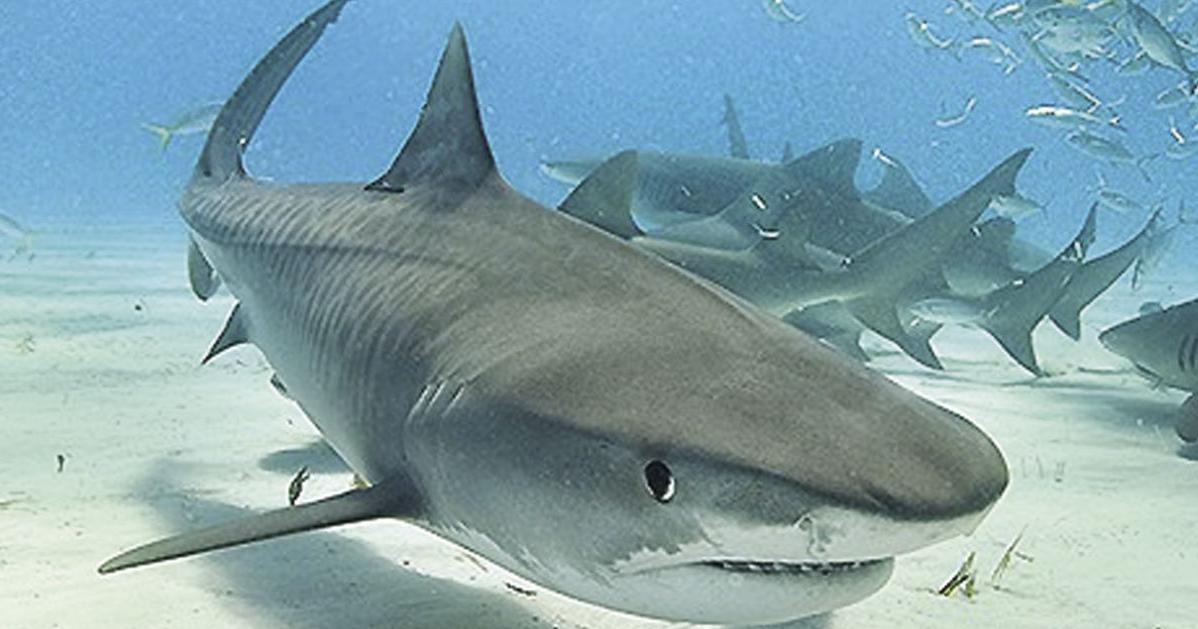 City S Worldwide Designation Bites News Hometownnewsvolusia Com City S Worldwide Designation Bites News Hometownnewsvolusia Com