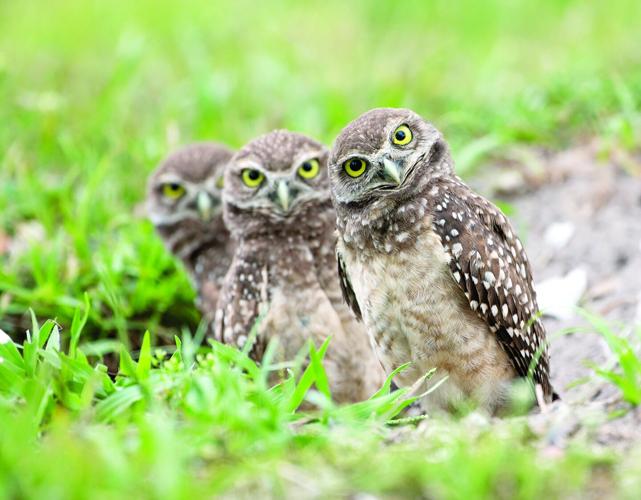 Wise up: Learn about burrowing owls | Local News | hometownnewsvolusia.com