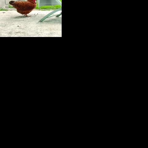 Edgewater gives hens a home, historic well a future