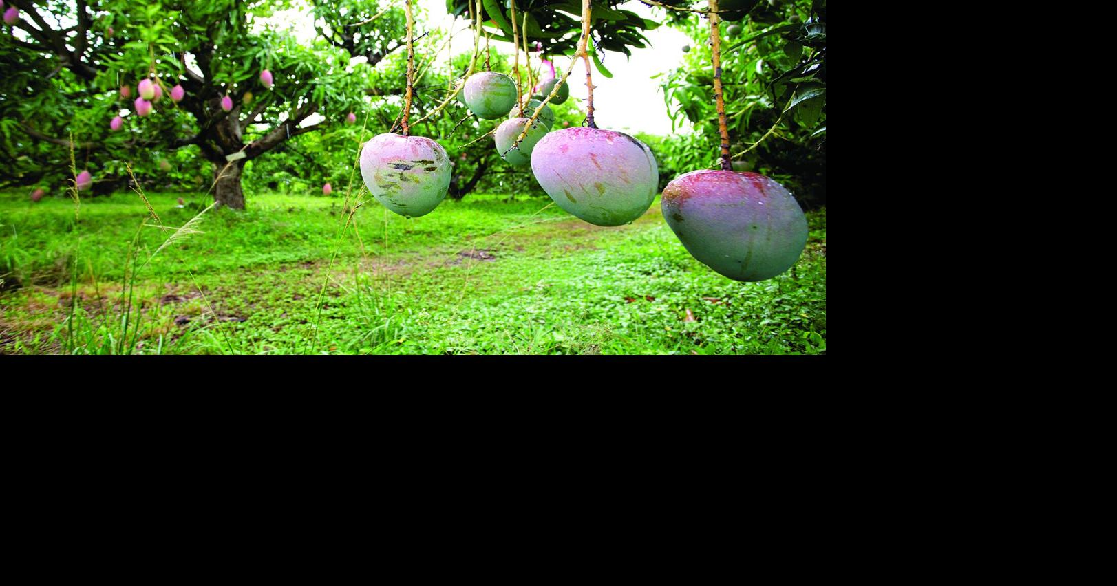 Shifting temperatures affect Florida fruit trees