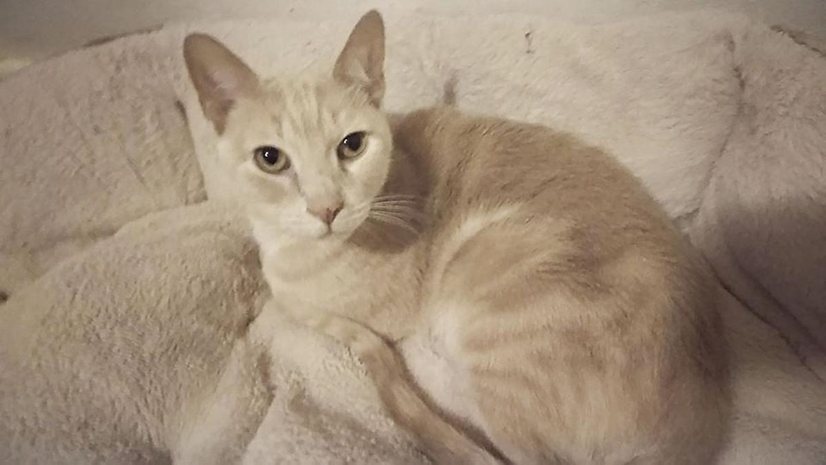 Animal Rescue Trying To Develop Cat Sanctuary News