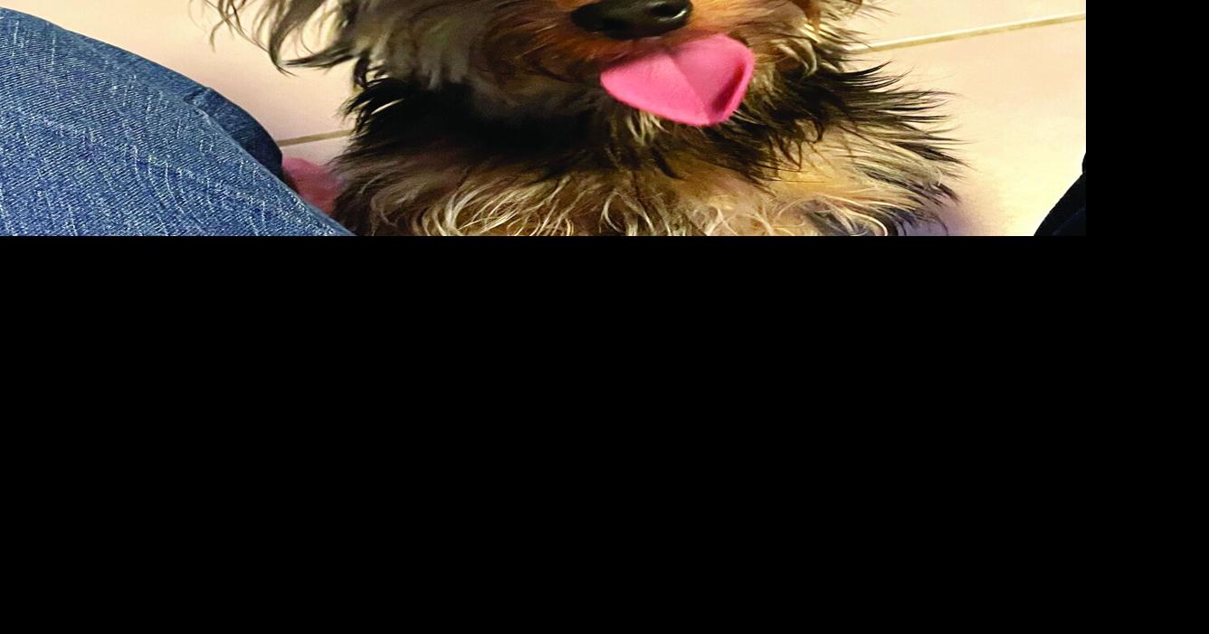 Little Ricky | Pet Of The Week | hometownnewsvolusia.com