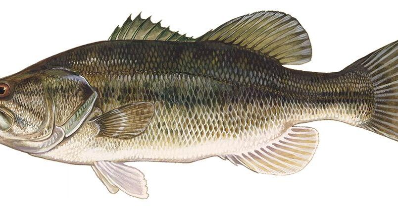 FWC stocks 300,000 Florida bass into Lake George