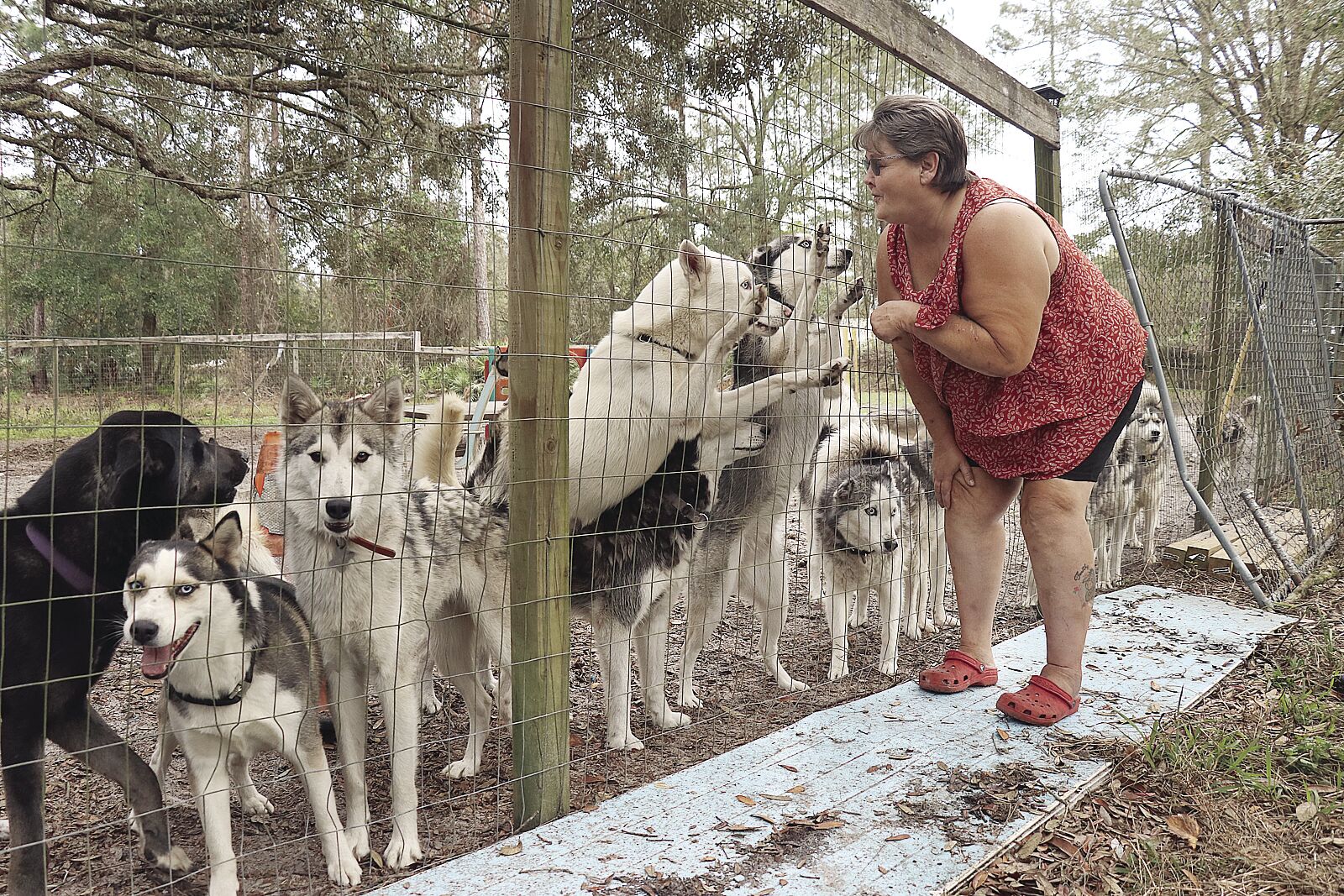 Siberian sales husky rescue