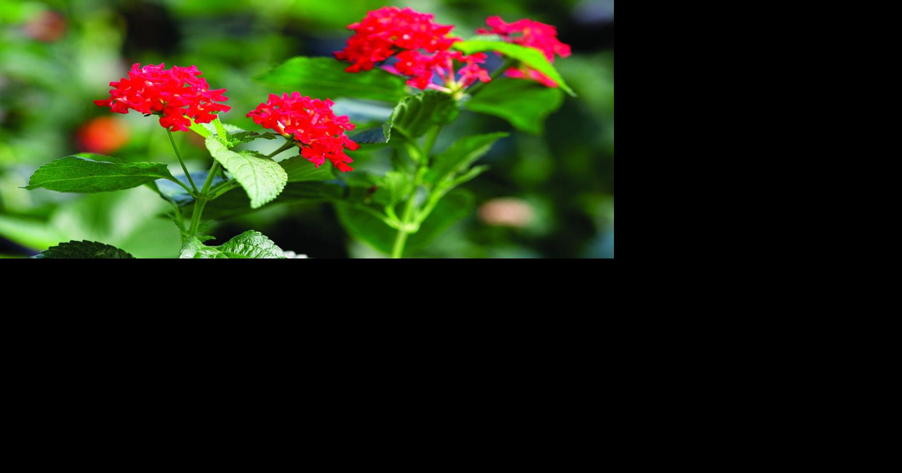 Florida gardeners urged to avoid eight invasive plants