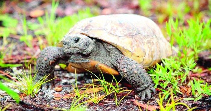 Spring awakens Florida wildlife — and a few reminders for residents