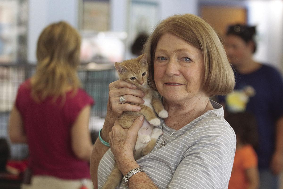 September Is Purr Fect For Cats News Hometownnewsvolusia Com