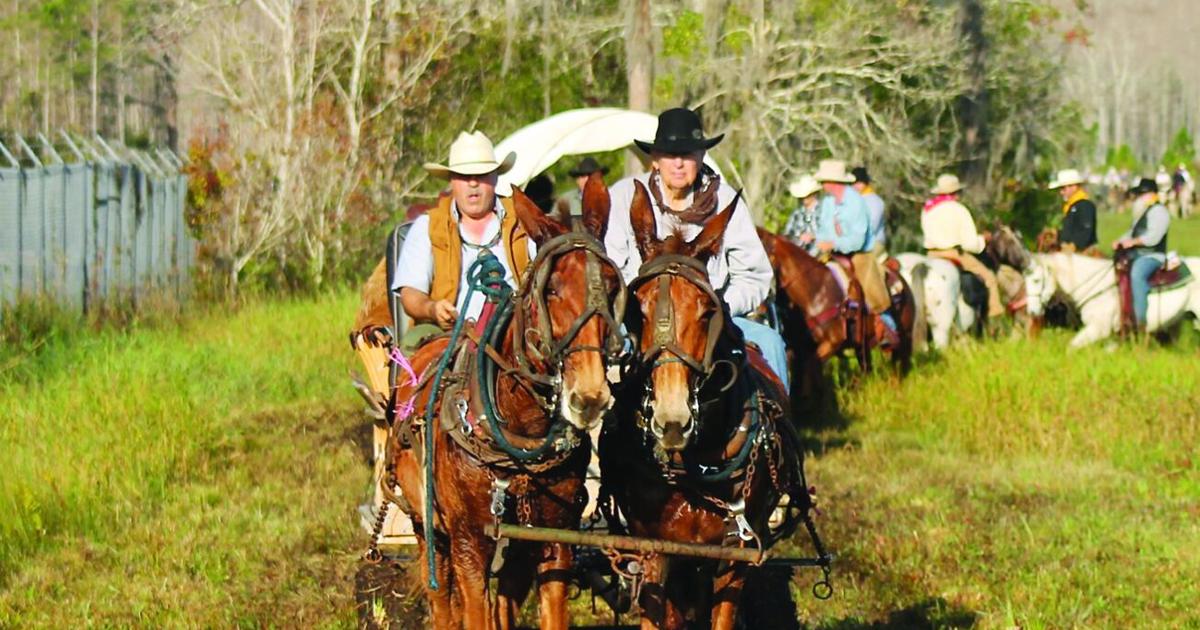 Remembering a great Florida cattle drive