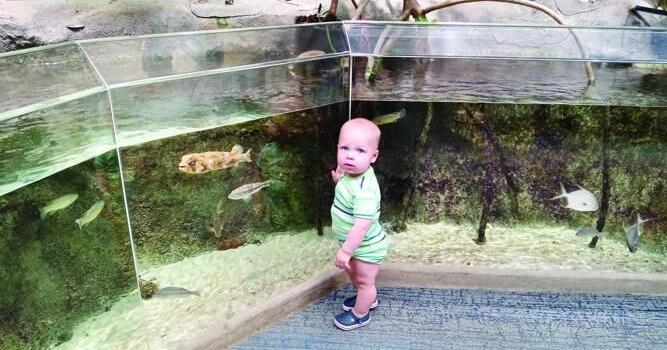 Celebrate wildlife at marine center’s festival in Ponce Inlet