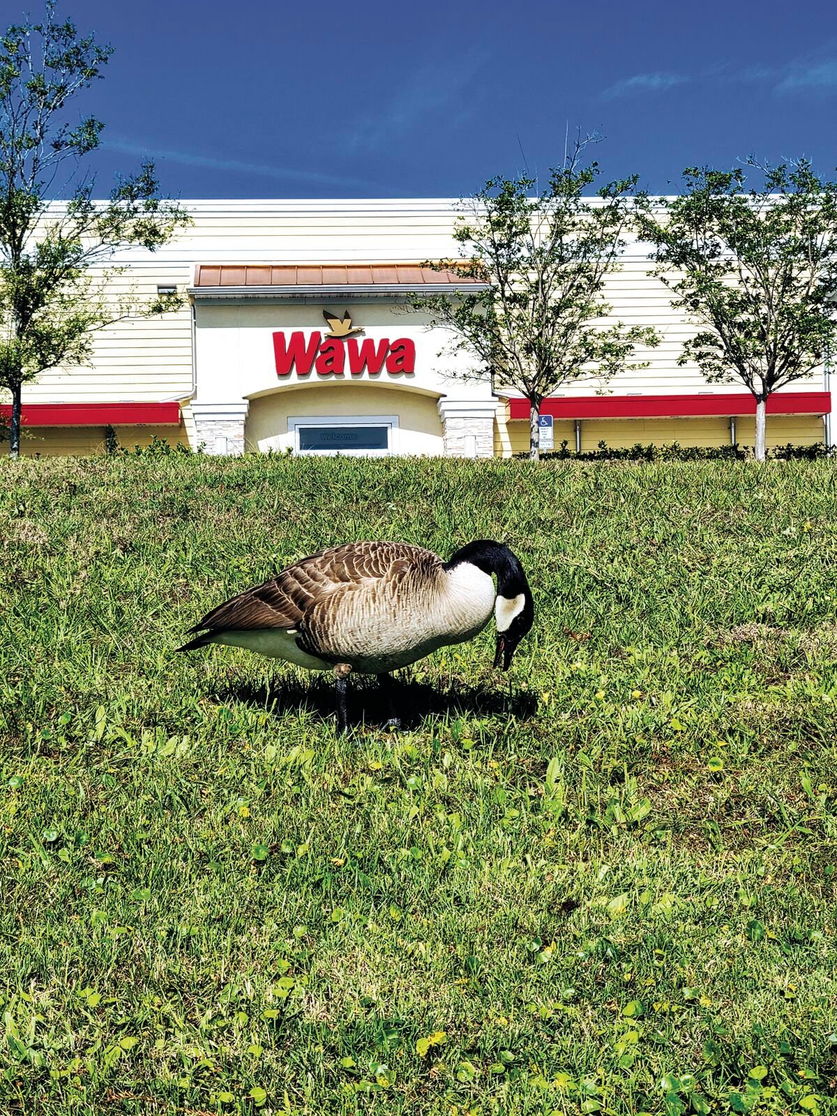 132 canada discount goose blvd