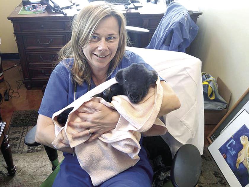 Veterianary Clinic Hustles To Handle Call Of The Wild News Hometownnewsvolusia Com