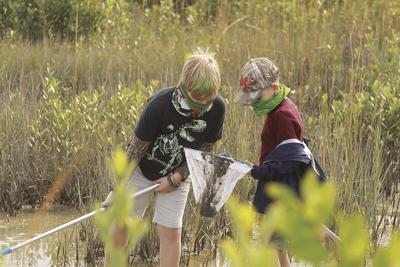 Marine Center S Restored Salt Marsh Hits Milestone In New Smyrna Beach News Hometownnewsvolusia Com