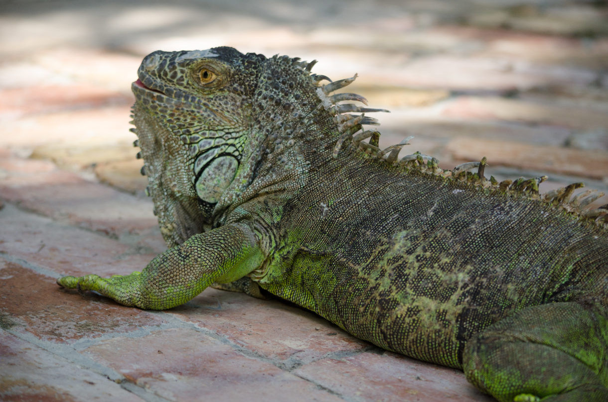 armadillo lizard for sale florida armadillo lizard for sale florida